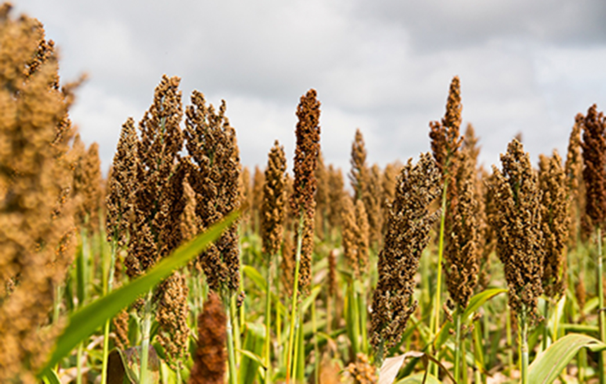 ALUR lanzó Plan Sorgo con bonificación por sustentabilidad y manejo de cultivo